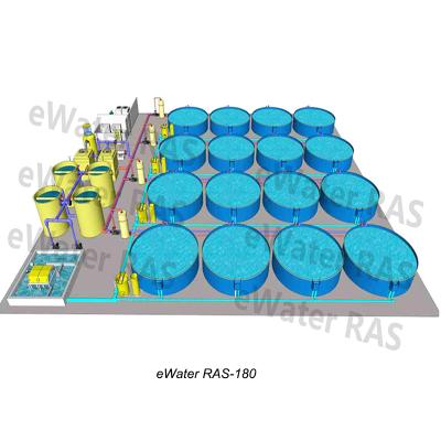 China Complete indoor fish farming water treatment ras system for tilapia and black tiger prawn, all ras system for sale