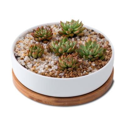 China Drainage hole at the bottom cheap white ceramic indoor cactus pot plant round vase small planter flower pots planters and succulent planters pots for sale