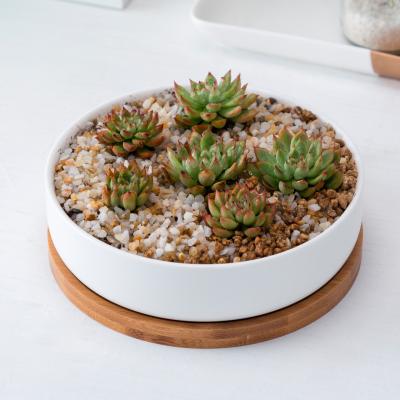 China Indoor Plant Garden Cactus Planter Bottom Selling Succulent Perfect Ceramic Pot Drainage Hole for sale