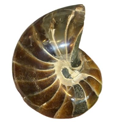 China Natural Polished Ammonite Parrot China Nautilus Snail Fossil Conch Fossil Ammonite Fossil Gemstone Ore For Sale for sale