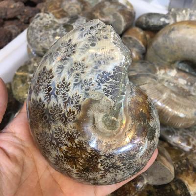 China Wholesale Natural Polished Conch Fossils Ammonite Snail Fossil Mineral Specimen From China for sale