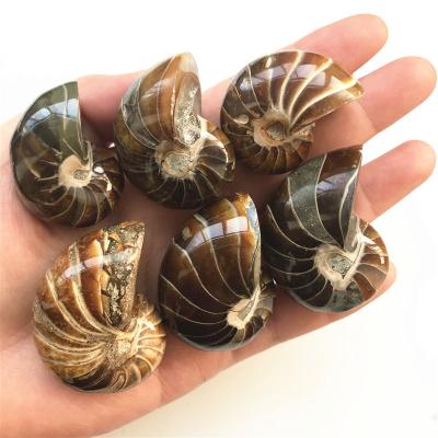 China Natural Europe Conch Polished Jade Pattern Ammonite Fossil Nautilus Mineral Specimen For Sale for sale