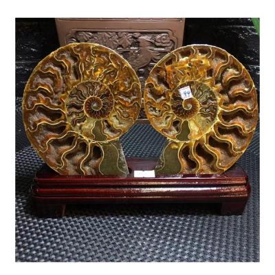 China High Quality Natural Snail Fossil Slice Mineral Specimen Large Conch Geode Crystal Ammonite Fossil For Feng Shui Decoration for sale