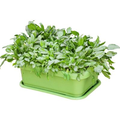 China Self-watering Garden Factory Outlet Store Flower Window Box Plastic Vegetable Planters Plastic planter box for sale