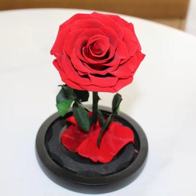 China Hot Selling Natural Flower New Arrivals Preserved Forever Eternal Rose Valentine's Day Mother's Day Gifts Flowers Glass Dome Gift Preserved Rose for sale