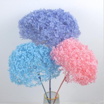 China 2022 Real Touch Green Environmental Wholesale Hydrangea Flower Bouquet Purple Dry Preserved Hydrangea Bush Heads Hydrangeas for sale