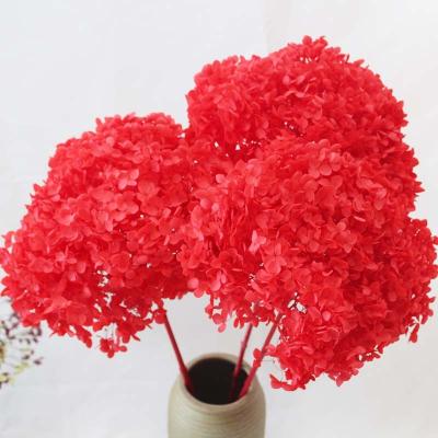 China Green Environmental Hot Selling Natural Preserved Dry Flower Anna White Hydrangea Real Touch For Valentine's Day Floral Gift DIY Wedding Home Decor for sale