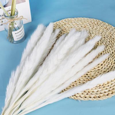 China Natural Dry Baby Pampas Pampas Grass Flower Pampas Grass Small For Wedding Wall Decoration Layout Home Office for sale