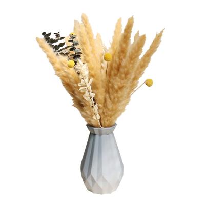 China Hot Selling Events Decoration Amazon Pampas For Decoration Feathers Pampas Grass Dried Plants Wedding Decorations Dried Flowers Pampas Grass for sale