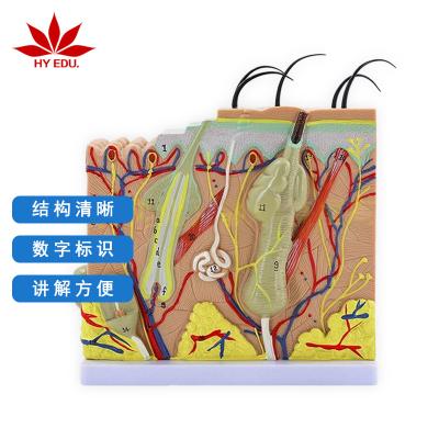 China Digital Identification 50 Times Enlarged Anatomical Model Of Human Skin Tissue Structure for sale