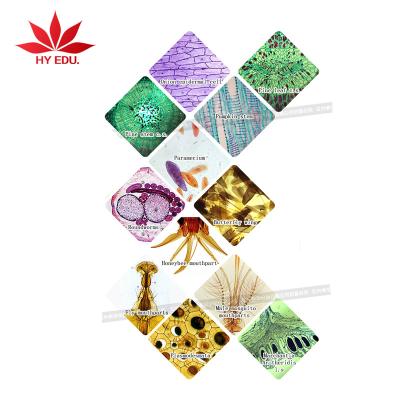 China Your Best Choice Teaching for 12pcs Plant Flower Plastic Microscope Teaching Aids Prepared Slides Educational Science Toys for Children for sale