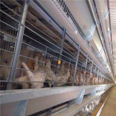 China Automatic Poultry Farms Poultry Layer Equipment Chicken Egg Layer Cage for sale