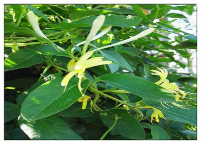 China Anti Virus Honeysuckle Flower Extract , Lonicera Japonica Flower Extract CAS 327 97 9 for sale