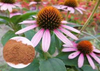 China Whole Herb Antibacterial Plant Extracts Echinacea Purpurea Powder Soluble In Water for sale