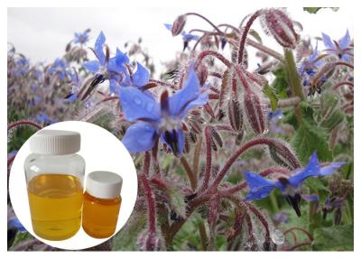 China Borage Seed Organic Plant Oils Omega 6 Gamma Linolenic Acid Lower Blood Pressure for sale