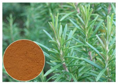 China Rosmarinic Acid  Rosemary Extract Powder Water Soluble CAS No. 20283 95 5 for sale