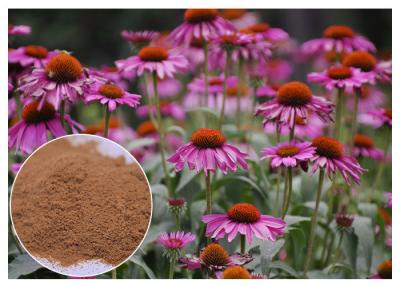 China Echinacea Pururea Herbal Plant Extract Powder From Whole Herb Anti Virus for sale