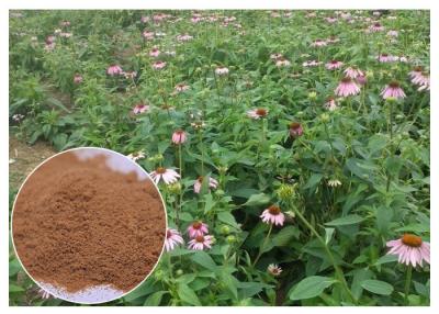 Κίνα Σκόνη εκχυλισμάτων φυτού Purpurea Echinacea με το όξινο βελτιωμένος ανοσοποιητικό σύστημα ραδικιού προς πώληση