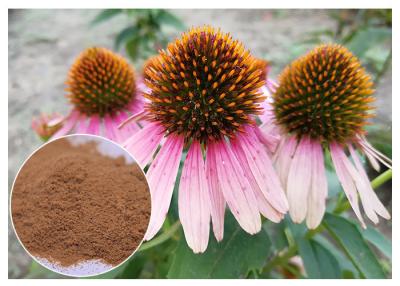 China Dietary Supplement Pure Herbal Plant Extract Echinacea Purpurea Powder Improving Immunity for sale