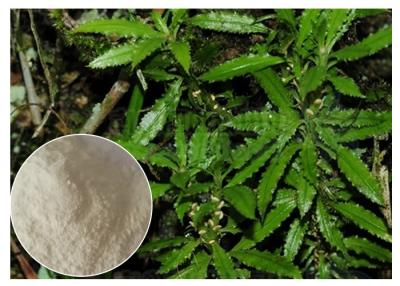 China Whole Herb Huperzia Serrata Extract , Natural Huperzine A Powder As Supplement for sale