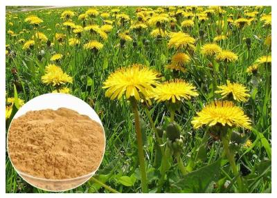 China Dandelion Root Herbal Plant Extract Brown Color Powder 80 Mesh For Digestive Aid for sale