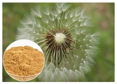 China Brown powder Natural Anti Inflammatory Supplements Extracted from Dandelion Root for sale