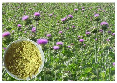 China Liver Protection Silybum Marianum Extract Light Yellow Powder CAS 65666 07 1 for sale