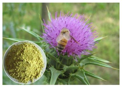 China Silymarin Herbal Plant Extract Milk Thistle Powder From Seed Light Yellow Anti - Cancer for sale