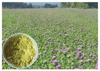 China Light Yellow Herbal Plant Extract From Milk Thistle Seed Lower Blood Fat CAS 65666 07 1 for sale