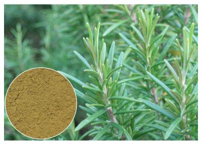 China Ursolic Acid Rosemary Herbal Plant Extract Anti Oxidation For Cosmetic CAS 77 52 1 for sale