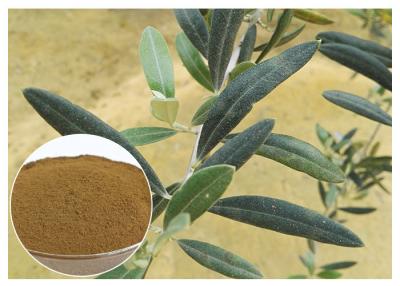 China 80 Mesh Natural Olive Leaf Extract Powder Food Grade Improving Immune System for sale