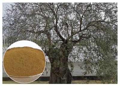 China Oleuropein Olive Leaf Extract Supplement , Olive Leaf Extract Powder Prevent Heart Diseases for sale