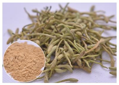 China 5%, 25% Lonicera japonica Extract Honeysuckle flower powder for sale