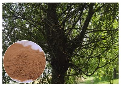 China Brown Antimicrobial Plant Extracts , Salicin White Willow Bark Extract Relieving Headache for sale