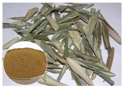 China Hydroxytyrosol 20% Pure Olive Leaf Extract , Olive Leaf Powder CAS 32619 42 4 for sale