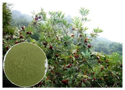 China Myricetin 10% - 95% Natural Anti Inflammatory Supplements Bayberry Root Bark Powder for sale