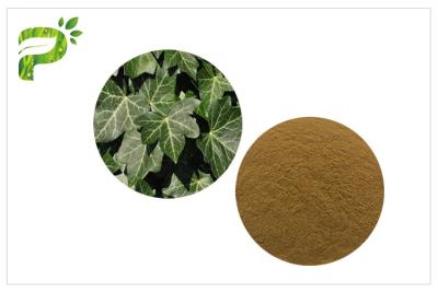 China Ivy Leaf Herbal Plant Extract Hedera Helix Hederacoside Promote Blood Circulation For Dietary Supplement for sale