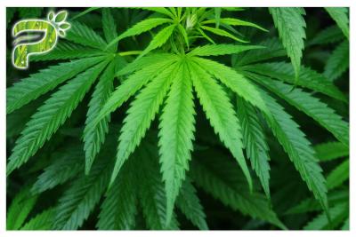 Κίνα Καννάβεων Sativa πετρέλαιο CBD Cannabidiol εκχυλισμάτων φυτού κάνναβης ουσιαστικό φυσικό για το κάπνισμα/Vaping προς πώληση