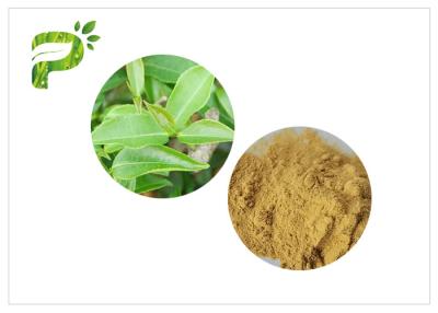 China Instant Green Tea Extract Powder Tea Premixes for Coffee And Milk for sale