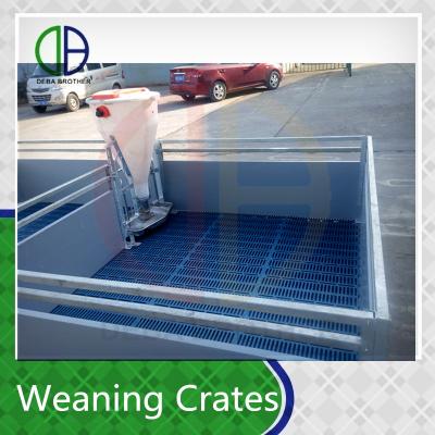 China 2016 Pig PVC Panel Pig Weaning Crates Weaner Pigs Nursery Crates Popular for sale