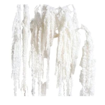 China Fresh Preserved Plants 2023 White Long Caudatus Wedding Decoration Preserved Dry Flower Hanging Preserved Lovers Tear Flowers for sale