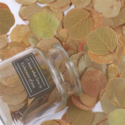 China Wedding Cake Decor 100% Real Natural Preserved Eucalyptus Petal Bulk 400+Pcs Brown Dried Pressed Silver Dollar Leaves for sale