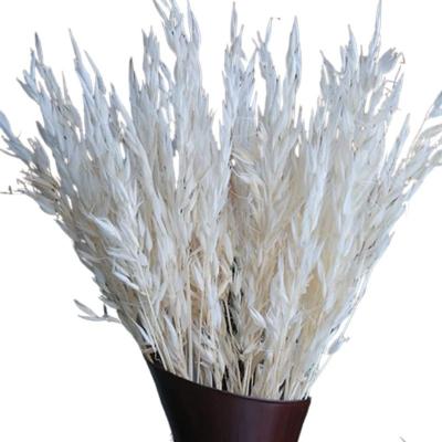 China Fresh Natural White Oat Flowers Cute Gifts 17