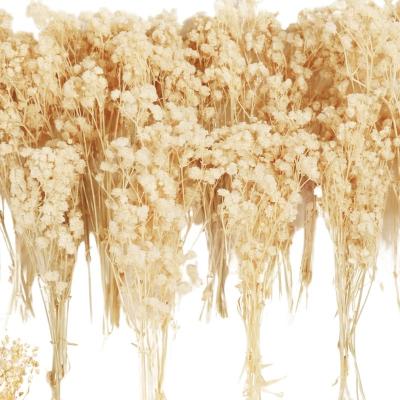 China Customized 2023 Wedding Package Bulk Cream Flowers 4000+ Big White Dry Dry Flowers Baby's Breath Bouquet Customized for sale