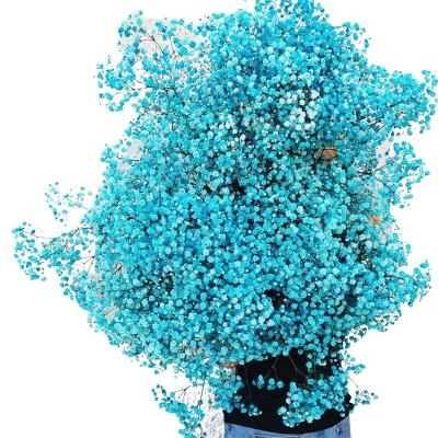 China Wedding A Grade Beautiful Design 17.2 Inch Blue Natural Gypsophila Dried Flowers 2500+ Branches Babies Breath Bouquet Flowers for sale