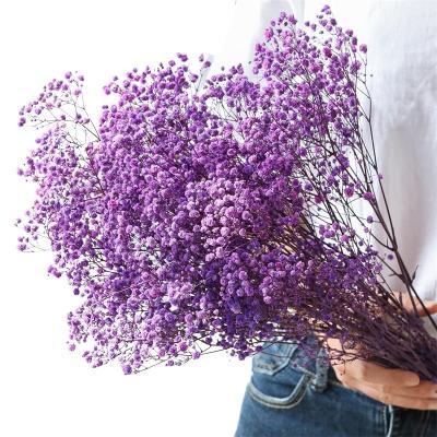 China Wedding A Grade Beautiful Design 17.2 Inch Purple Natural Gypsophila Dried Flowers 2500+ Branches Babies Breath Bouquet Flowers for sale