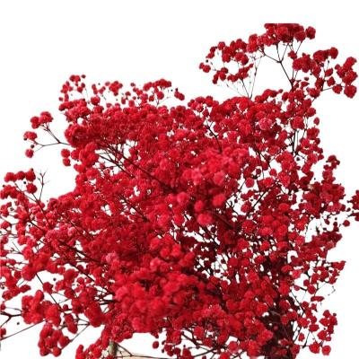 China Original Wedding Product Preserved Dried Flowers Natural Gypsophila Branches Red Dried Babies Breath Flowers Bouquet for sale