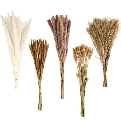 China Dry Preserved Pampas Grass Boho Home Wedding Party Decor Dried Flowers 5 Pcs Decor 120 Varieties White and Natural Pampas Grass Reed Bunny Tails for sale