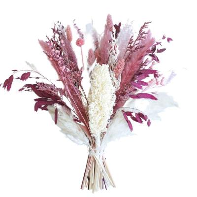 China Natural Dry Preserved Pampas Grass Flower Arrangement Inch In Pampas Grass Best Gift Bouquet17 Blush Red Pampas Grass for sale