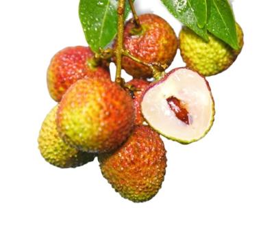 China Lychee holding fresh bar of fresh fruit fi Tsz Siu Lychee Eating Juicing Salad etc. for sale